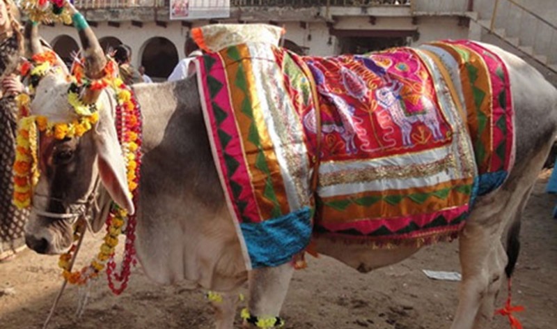 आज गोवर्द्धन, बलि, गोरु र हली पूजा गरिंदै, नेपाल संवत् ११४३ सुरु